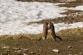 Fighting alpine marmots Royalty Free Stock Photo
