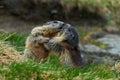 Fighting animals Marmot, Marmota marmota, in the grass with nature rock mountain habitat, Alp, France