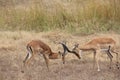 Animals at ruaha national park Royalty Free Stock Photo