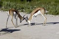 Fighting antelopes - impallas Royalty Free Stock Photo