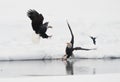 Fighting of Bald eagles (Haliaeetus leucocephalus) Royalty Free Stock Photo