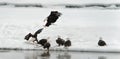 Fighting of Bald eagles (Haliaeetus leucocephalus) Royalty Free Stock Photo