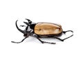 Fighting beetle (rhinoceros beetle)