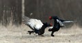 Fighting Black Grouse Royalty Free Stock Photo