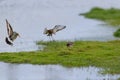 Fighting black-tailed godwit in water