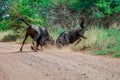 Fighting Blue wildebeest Royalty Free Stock Photo