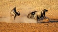 Fighting blue wildebeest Royalty Free Stock Photo