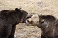 Fighting brown bear