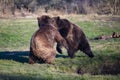 Fighting brown bears by the water