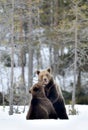 Fighting Brown bears in the snow
