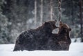 Fighting Brown bears on the snow. Two adult brown bears fighting on snow. Evening twilight. Scientific name: Ursus Arctos. Natural