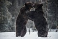 Fighting Brown bears on the snow. Two adult brown bears  fighting on snow have got up on hind legs. Royalty Free Stock Photo