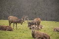 Fighting bucks - Whitetail deer fighting Royalty Free Stock Photo