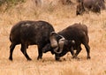 Fighting buffaloes Royalty Free Stock Photo