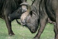 Fighting Buffaloes Royalty Free Stock Photo
