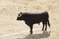 Fighting bull in the arena. Bullring. Toro bravo. Spain entertainment