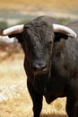 Fighting bull in the countryside. Spain Royalty Free Stock Photo