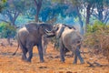 Fighting Bull elephants in South Luangwa