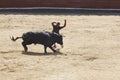 Fighting bull and man in the arena. Bullring. Spain