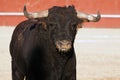 Fighting bull picture from Spain