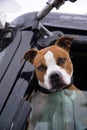 The dog in the semi truck window is true friend of fellow travel Royalty Free Stock Photo