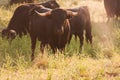 Fighting Bulls breed free-range Royalty Free Stock Photo