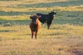 Fighting Bulls breed free-range Royalty Free Stock Photo