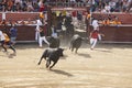 Fighting bulls in the arena. Bullring. Encierros San Sebastian R