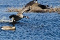 Fighting Canada Geese