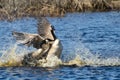 Fighting Canada Geese