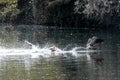 Fighting Canada Geese