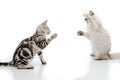 Fighting cat Royalty Free Stock Photo