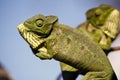 Fighting Chameleon - Madagascar Endemic Reptile