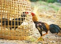 fighting chicken bamboo cage ,cockfighting Royalty Free Stock Photo