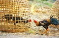 fighting chicken in bamboo cage, cockfighting Royalty Free Stock Photo