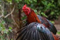 The fighting chicken in garden nature farm Royalty Free Stock Photo