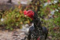 The fighting chicken in garden nature farm Royalty Free Stock Photo