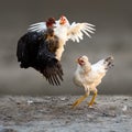 Fighting chickens cockfight