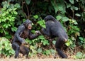 Fighting Chimpanzee