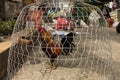 Fighting in cage on the street