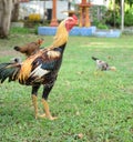 Myanmar chicken breeder