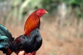 Beautiful game-cock at a rural farm. Portrait of a fighting cock on blurred portrait. Royalty Free Stock Photo