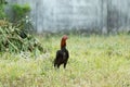 Fighting cocks is eating  waste food in the nets,Fighting cocks is eating  waste food on the grass Royalty Free Stock Photo