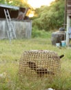 Fighting cocks is eating  waste food in the nets,Fighting cocks is eating  waste food on the grass Royalty Free Stock Photo