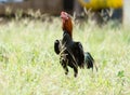 Fighting cocks is eating  waste food in the nets,Fighting cocks is eating  waste food on the grass Royalty Free Stock Photo