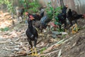 Fighting or gamecocks in the farm Royalty Free Stock Photo