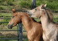 Fighting Colts Royalty Free Stock Photo