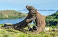 The Fighting Comodo dragons Royalty Free Stock Photo