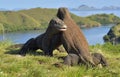 The Fighting of Comodo dragons Varanus komodoensis for domination. Island Rinca. Indonesia Royalty Free Stock Photo