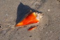 Fighting Conch shell on the beach. Royalty Free Stock Photo